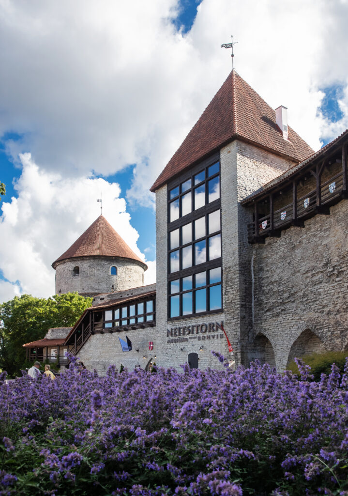Keskaegne kivist linnamüür ja torn päikeselisel päeval. Esiplaanil on tihe lillade õitega lillepeenar. Paremal kõrgub neljakandiline hoone punase viilkatusega ja suurte akendega, selle kõrval jookseb müüril puidust galerii. Vasakul on ümar torn koonilise katusega. Hoone seinal on kiri “Neitsitorn”. Taevas on osaliselt pilvine, sinine taevas paistab pilvede vahelt. Vasakul all kõnnivad mõned inimesed.